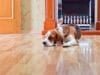 Hardwood Flooring Store in Houston, TX