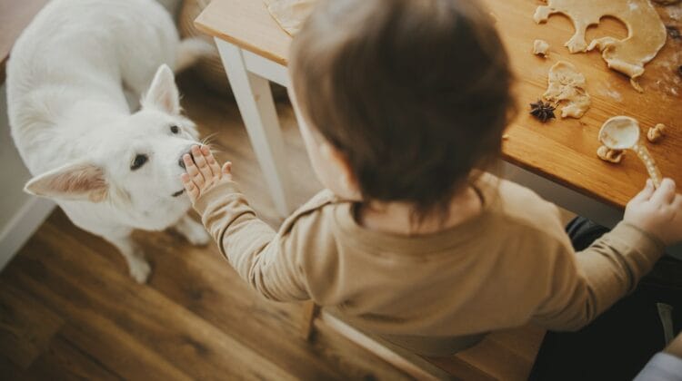 Kid and Pet Friendly Flooring Houston TX