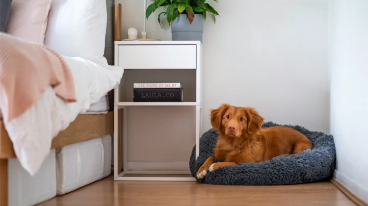 Everyday Floor Care Habits Houston Homes